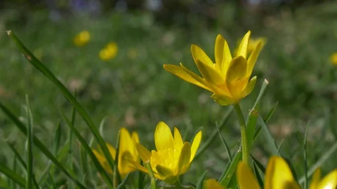 Daisy Closeup in a field Stock Footage 129499440