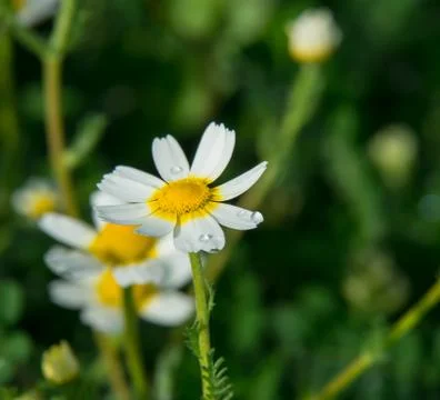 Daisy closeup on green field Stock Photos