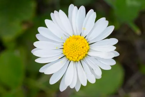 Daisy closeup Stock Photos