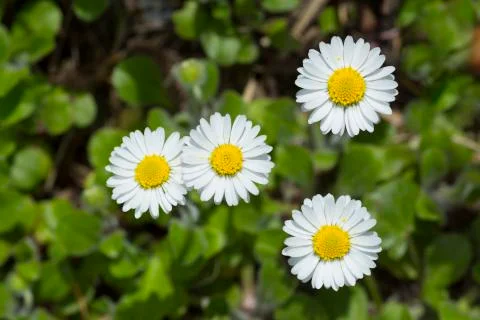 Daisy closeup Stock Photos