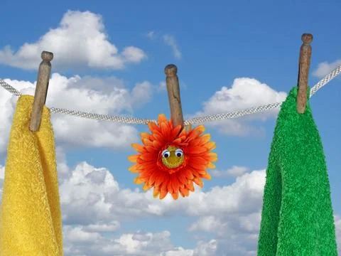 Daisy on clothesline Stock Photos