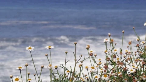 Daisy on the coast Video stock 71670666