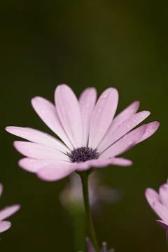 Daisy composite flower growing singly at the end of branches in a field in Stock Photos