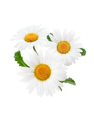 Daisy composition isolated on white background as package design element. Stock Photos