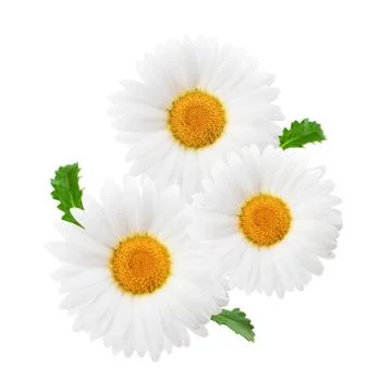 Daisy composition isolated on white background as package design element. Stockfoto's