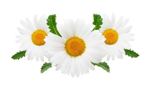 Daisy composition isolated on white background as package design element. Stock Photos