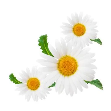 Daisy composition isolated on white background as package design element Stock Photos