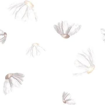Daisy cute watercolor pattern on isolated white background. . Around the daisy Stock Illustration