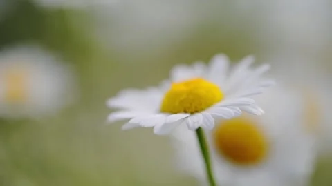 A daisy dances in the wind, macro shot capturing the beauty of spring in a field Stock Footage 295864793
