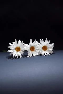 Daisy On Dark Stock Photos