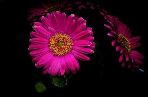 Daisy Day Foto stock