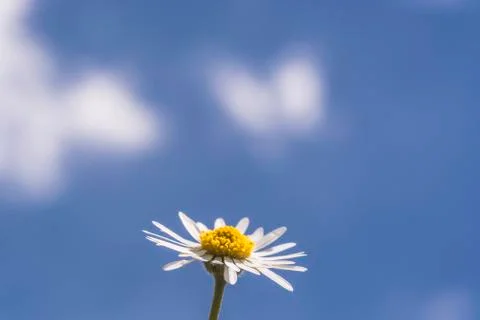 .daisy with deep blue sky as background Stock Photos