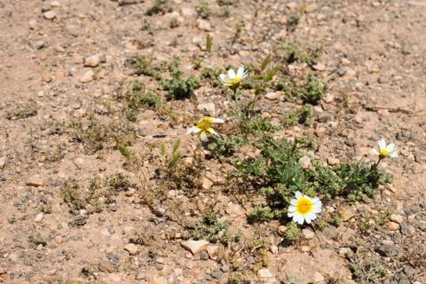 Daisy in dirt Stock Photos