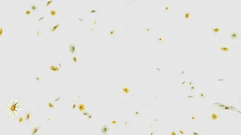 Daisy Dreamfall Stock Footage 304589381