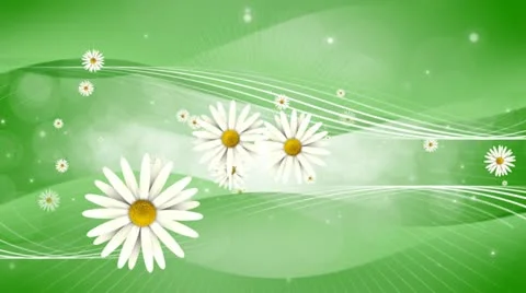 Daisy Dreams Stock Footage 12757875