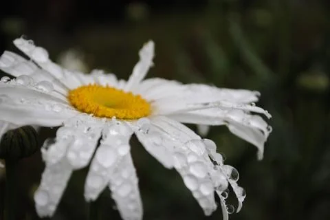 Daisy Drops Stock Photos