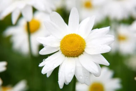 Daisy in drops of rain Stock Photos