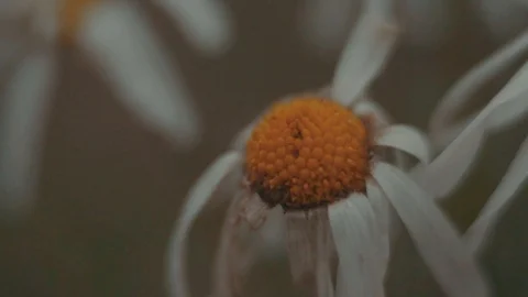 Daisy dying autumn macro Stock Footage 99880612