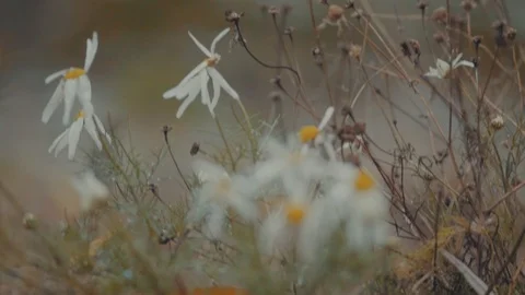 Daisy Dying in the autumn wind Stock Footage 99880680