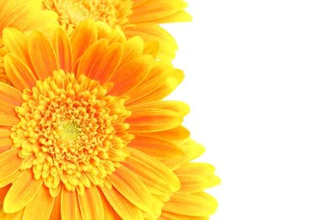 Daisy edge background isolated Stock-Fotos