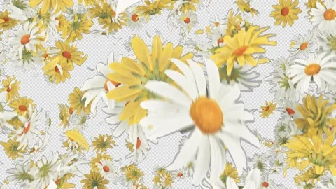 Daisy Explosion on Alpha Video stock 242467248