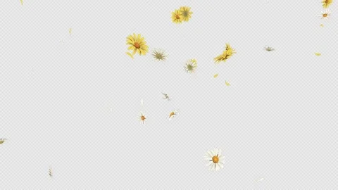 Daisy Fall on Alpha Channel Stock Footage 288961039