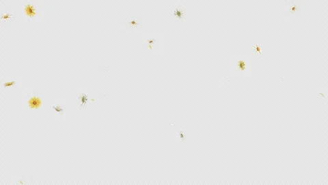 Daisy Fall on Alpha Channel Stock Footage 294484215