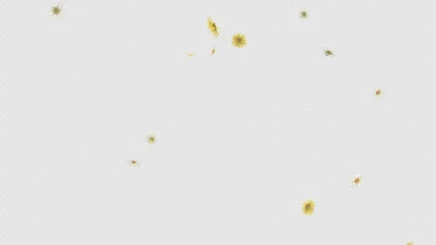 Daisy Fall on Alpha Channel Stock Footage 294484431