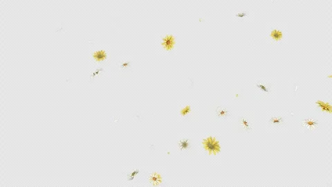 Daisy Fall on Alpha Channel Stock Footage 295012326
