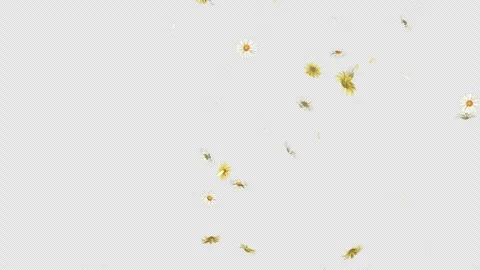 Daisy Fall on Alpha Channel Stock Footage 295012372