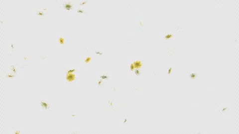Daisy Fall on Alpha Channel Stock Footage 295742549