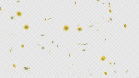 Daisy Fall on Alpha Channel Stock Footage 295742621
