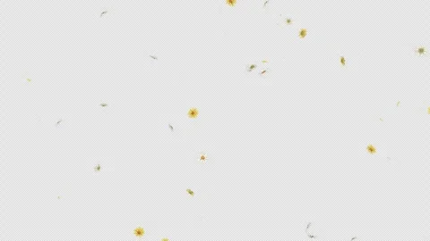 Daisy Fall on Alpha Channel Stock Footage 297341755