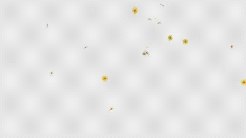 Daisy Fall on Alpha Channel Stock Footage 297341829