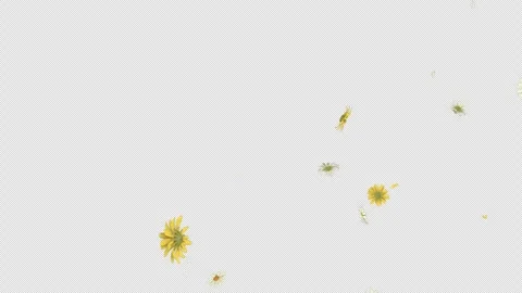 Daisy Fall on Alpha Channel Stock Footage 297850641
