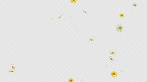 Daisy Fall on Alpha Channel Stock Footage 297850695
