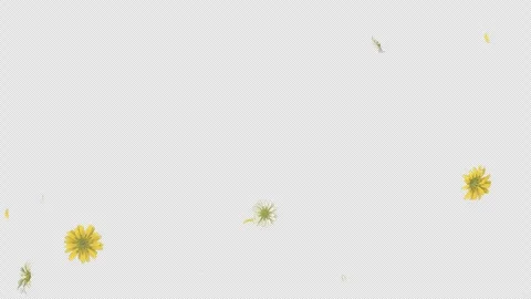 Daisy Fall on Alpha Channel Stock Footage 299682997