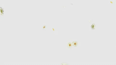 Daisy Fall on Alpha Channel Stock Footage 299683039