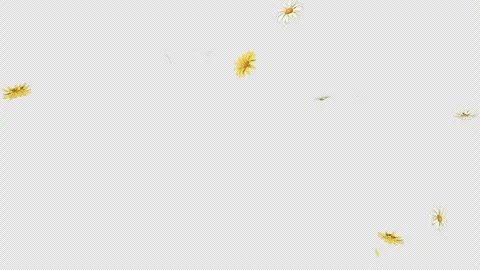 Daisy Fall on Alpha Channel Stock Footage 300524613