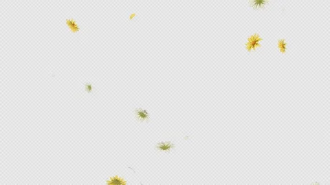 Daisy Fall on Alpha Channel Stock Footage 300524616