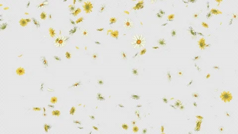 Daisy Fall on Alpha Channel Stock Footage 301039266