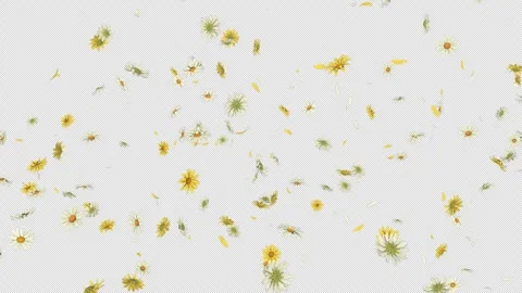 Daisy Fall on Alpha Channel Stock Footage 301039291