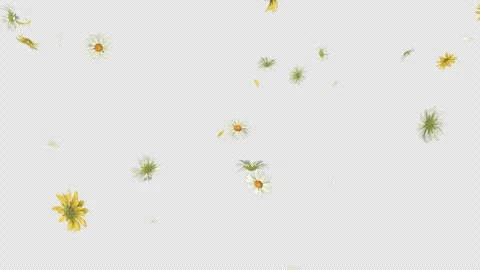 Daisy Fall on Alpha Stock Footage 277013266