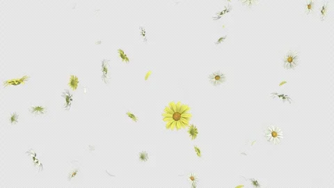 Daisy Fall on Alpha Loop Stock Footage 259262825