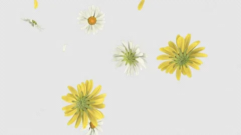 Daisy Fall on Alpha Loop Stock Footage 263196306