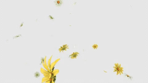 Daisy Fall on Alpha Loop Stock Footage 277013150