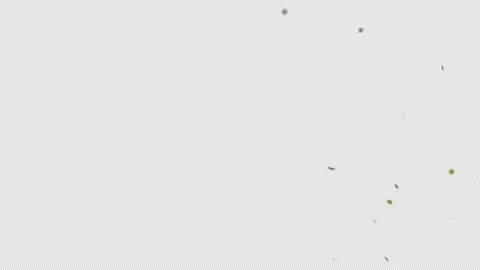 Daisy Fall Stock Footage 192212128