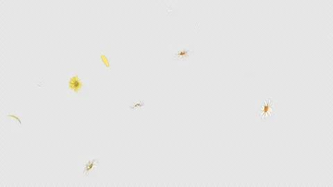 Daisy Fall Loop on Alpha Channel Stock Footage 247034343