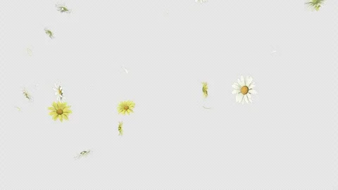 Daisy Fall Loop on Alpha Video stock 259693785