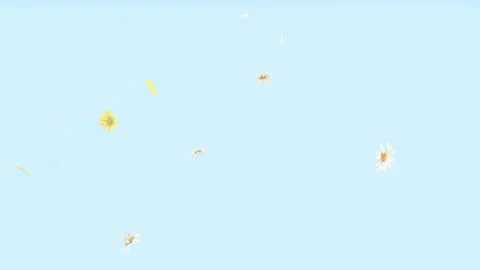 Daisy Fall Loop on Background Stock Footage 247034405